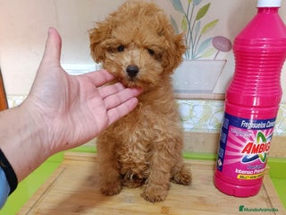 Caniche Toy perros Caniche toy - Anuncio 3