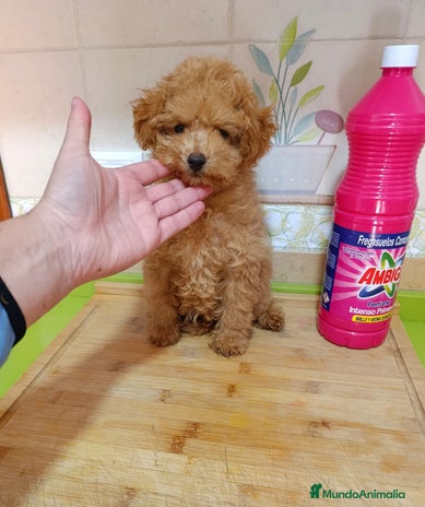 Caniche Toy perros Caniche toy - Anuncio 1