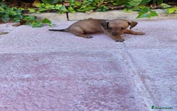 Teckel perros en venta: TECKEL HEMBRA OPORTUNIDAD  - Imagen 7