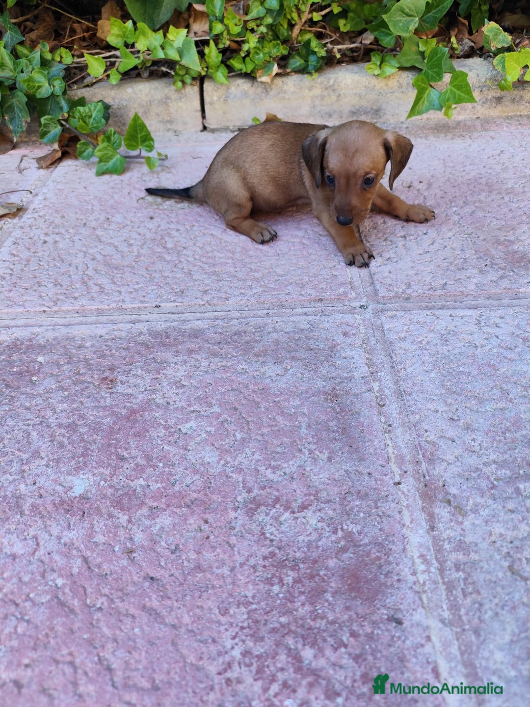 Teckel perros en venta: TECKEL HEMBRA OPORTUNIDAD  - Imagen 7