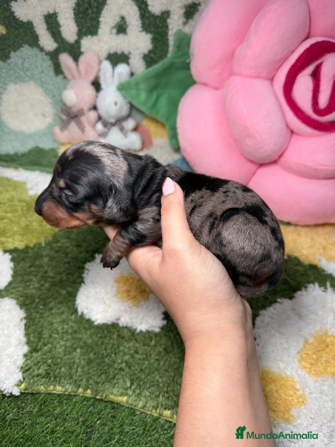 Teckel Miniatura perros en venta: Teckel Kaninchen arlequin plata hembra  - Anuncio 4