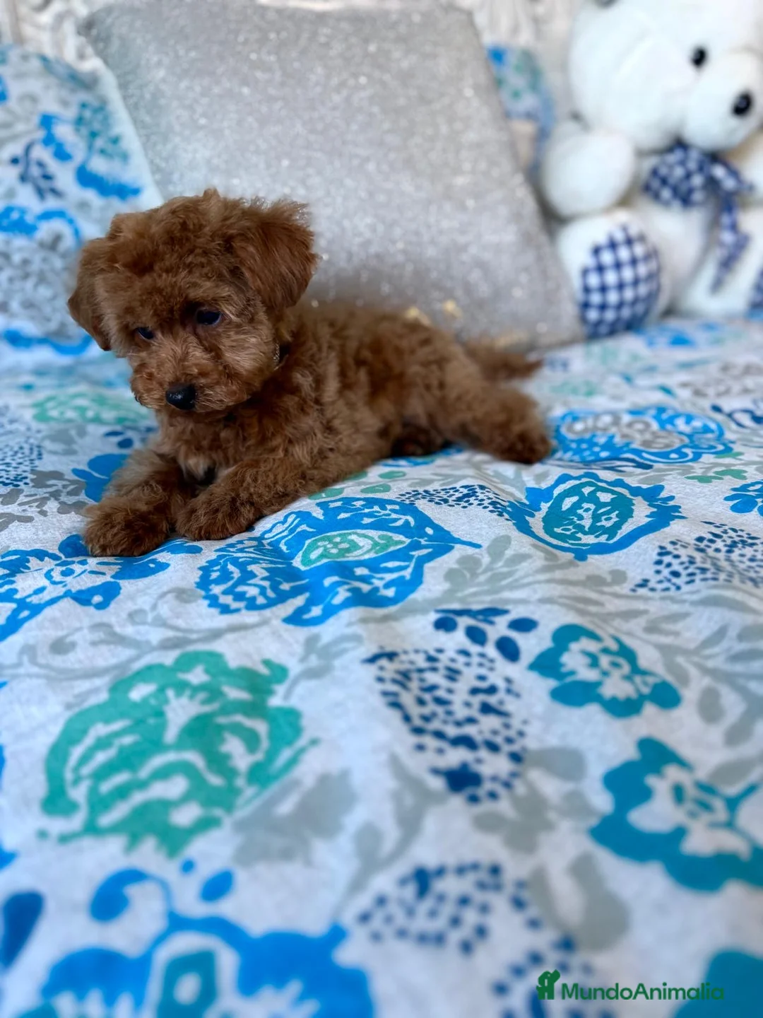 Caniche Toy perros en venta: Caniche toy fotos actuales  - Anuncio 6