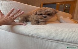 Maltipoo perros en venta: Maltipoo de caramelo toy hembra  - Imagen 9
