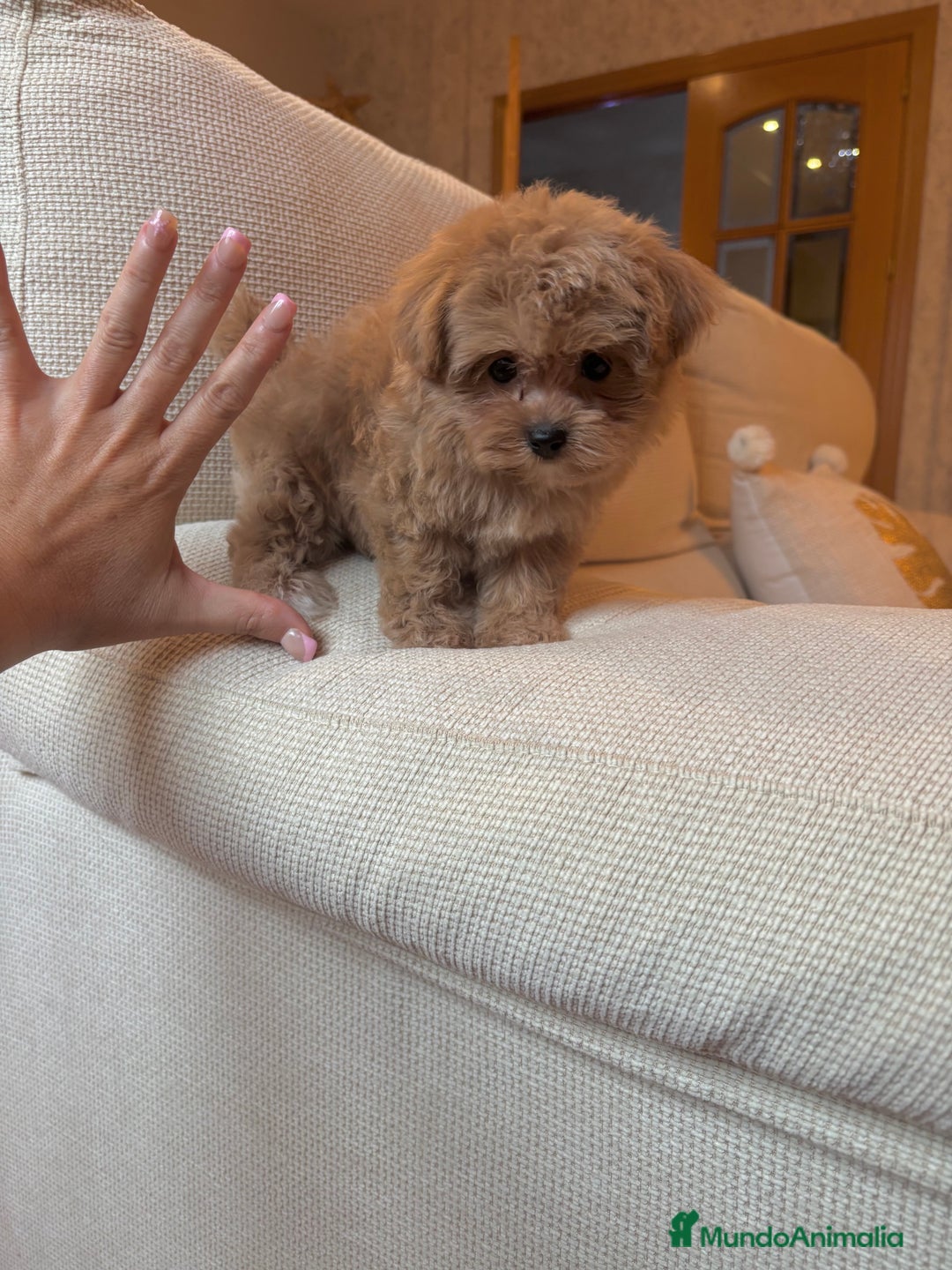 Maltipoo perros en venta: Maltipoo de caramelo toy hembra  - Imagen 9