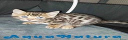 Bengalí gatos en venta: Camada gatitos Bengali - AQUANATURA en Barcelona - Anuncio 2