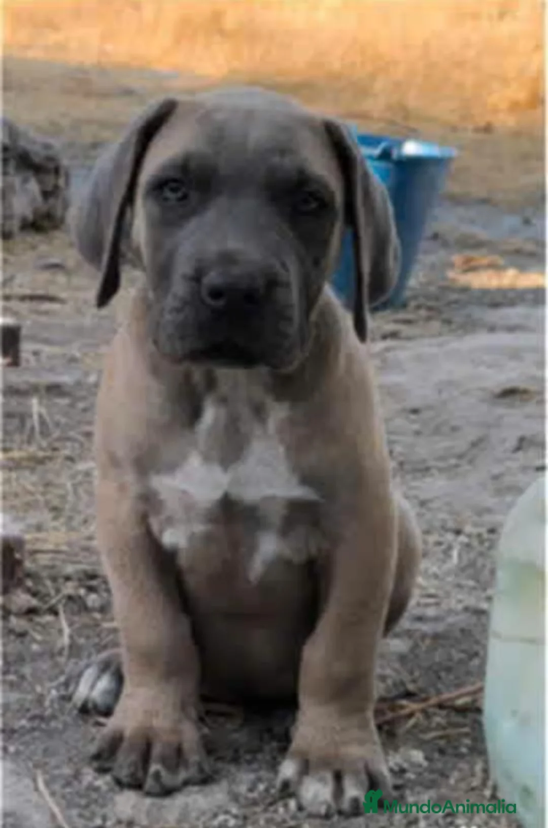 Cane Corso perros en venta: Cane corso - Anuncio 6
