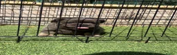 Bulldog Francés perros en venta: Cachorro fuffly  - Anuncio 5