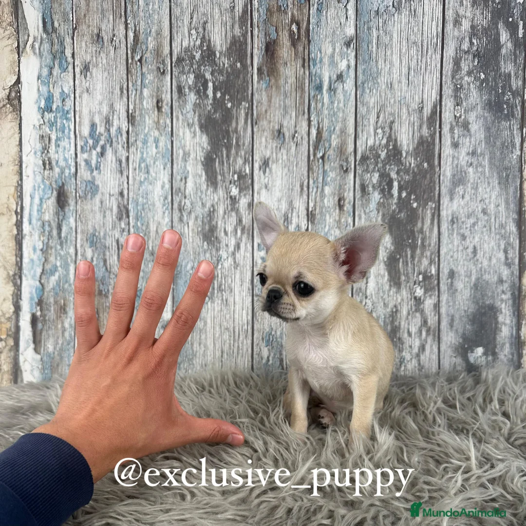Chihuahua perros en venta: Exclusiva Chihuahua Miniatura 💖 - Anuncio 2