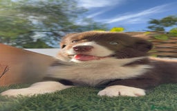 Border Collie perros en venta: BORDER COLLIE MACHO CHOCOLATE - Imagen 5