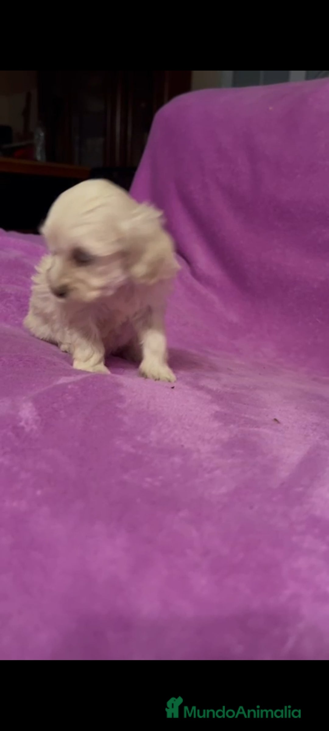 Maltipoo perros en venta: Maltipoo mini - Imagen 9