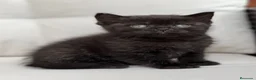Británico de Pelo Corto gatos en venta: PRECIOSO BRITISH SHORTHAIR NEGRO - Anuncio 1