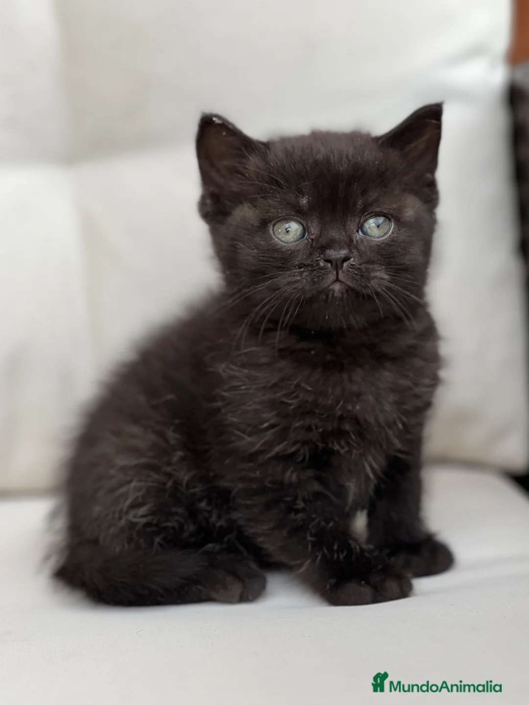 Británico de Pelo Corto gatos en venta: PRECIOSO BRITISH SHORTHAIR NEGRO - Anuncio 1