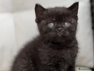 Británico de Pelo Corto gatos PRECIOSO BRITISH SHORTHAIR NEGRO - Anuncio 2