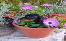 Teckel perros en venta: Hembra teckel miniatura  - Imagen 1