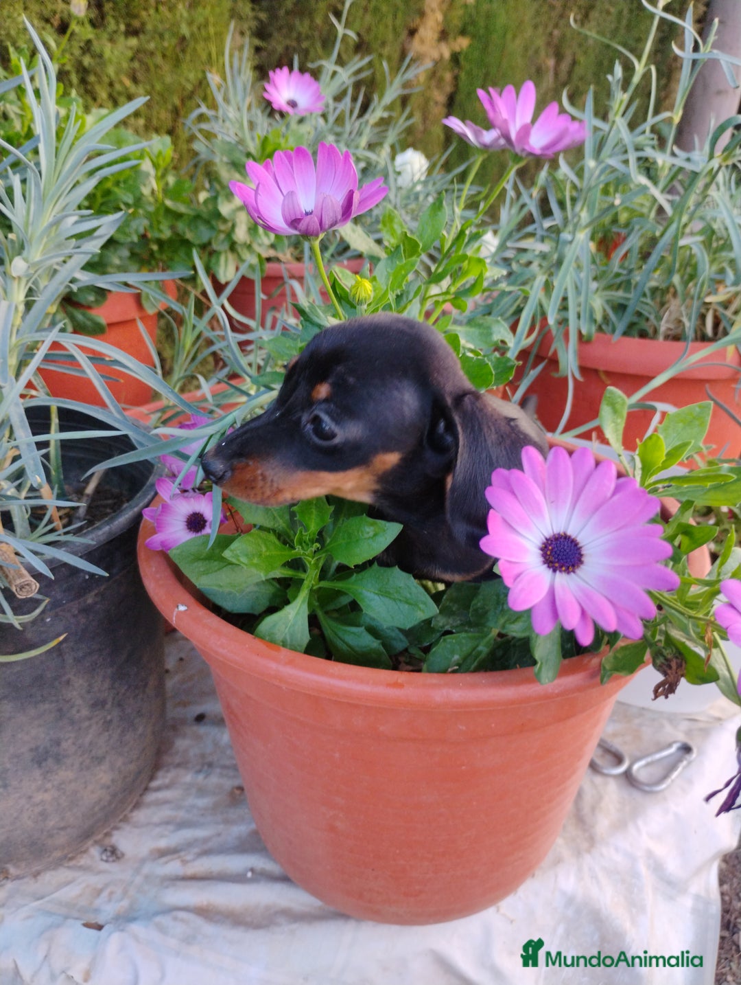 Teckel perros en venta: Hembra teckel miniatura  - Imagen 1