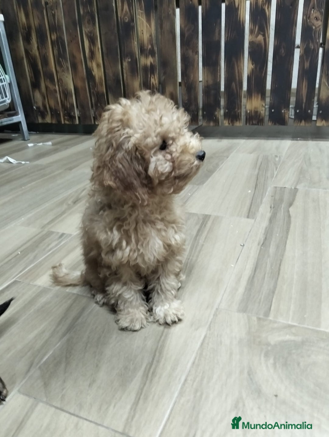Caniche Toy perros en venta: Dos últimas caniches  - Anuncio 6