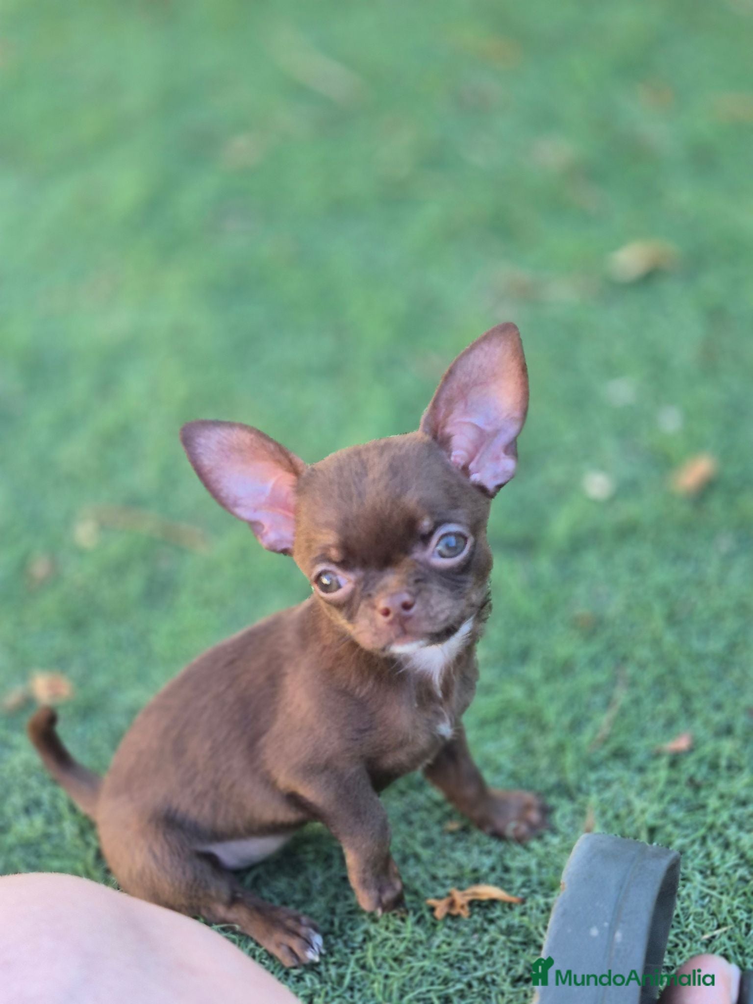 Chihuahua perros Chihuahuas 🍫 chocolates - Anuncio 2
