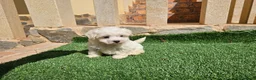 Bichón Maltés perros en venta: Cachorrita de bichón línea coreana - Anuncio 1