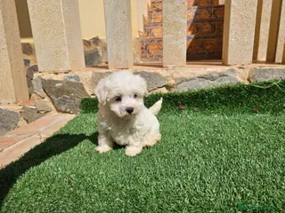 Bichón Maltés perros Cachorrita de bichón línea coreana - Anuncio 1