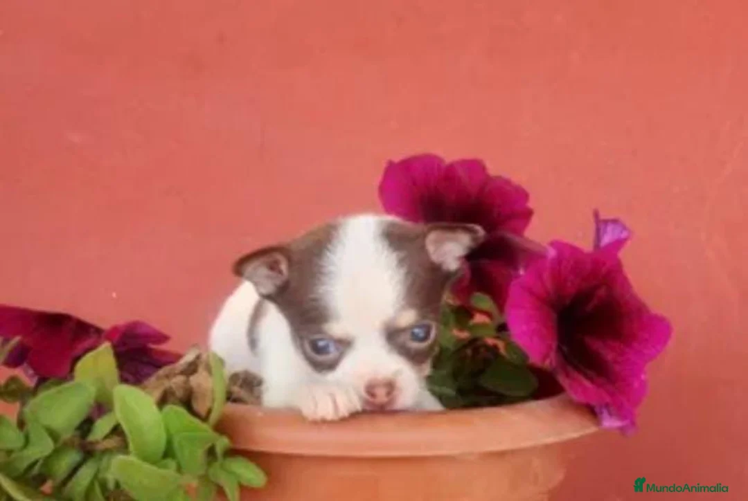 Chihuahua perros en venta: Chihuahua toy - Anuncio 1