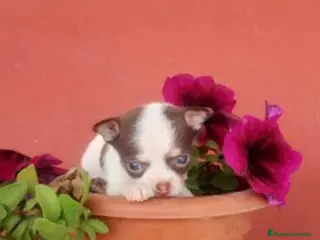 Chihuahua perros Chihuahua toy - Anuncio 1
