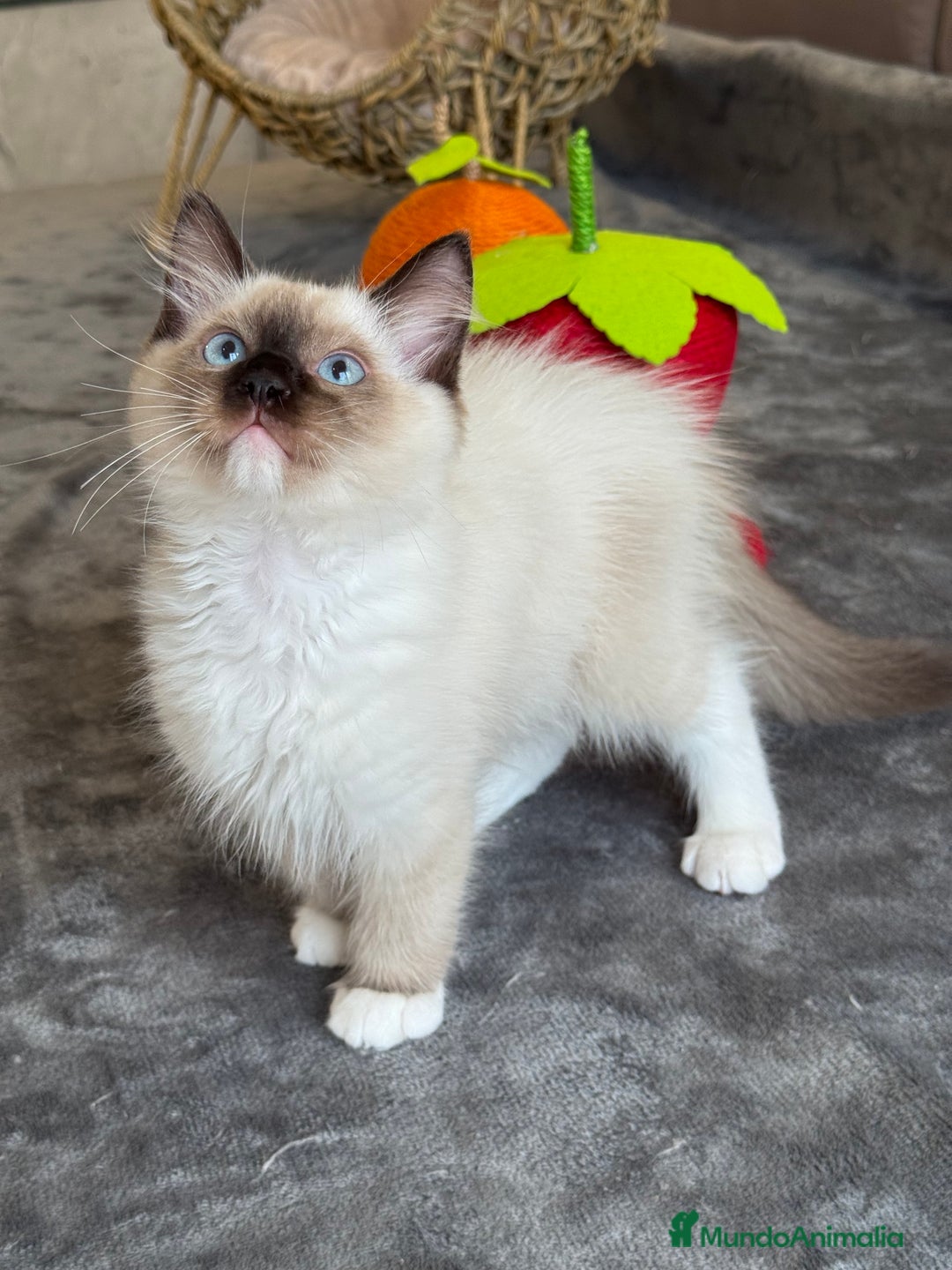 Ragdoll gatos en venta: Camada Ragdoll - Imagen 12