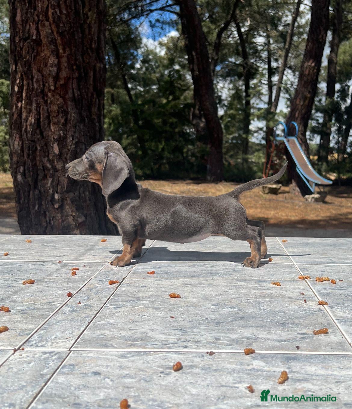 Teckel perros Teckel mini blue precio real en Salamanca - Anuncio 7