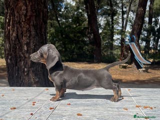 Teckel perros Teckel mini blue precio real en Salamanca - Anuncio 17