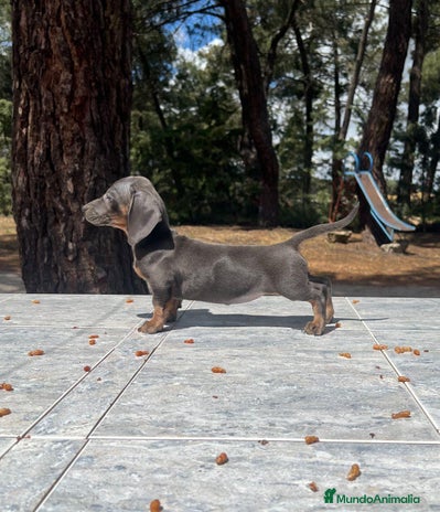 Teckel perros en Salamanca - Anuncio 13