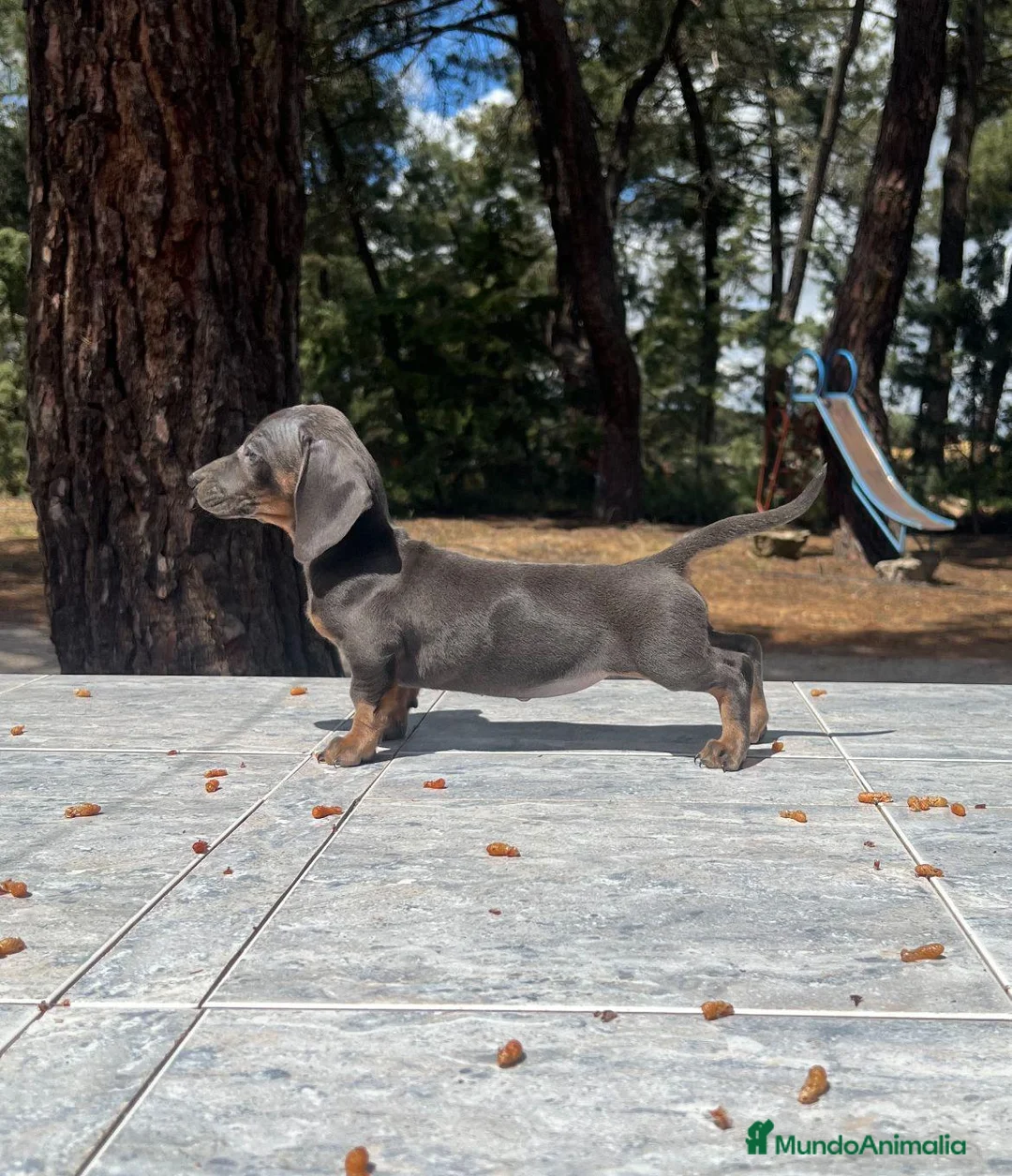 Teckel perros en venta: Teckel mini blue precio real en Salamanca - Anuncio 1