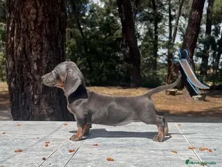 Teckel perros Teckel mini blue precio real en Salamanca - Anuncio 26