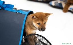 Shiba Inu perros en venta: Camada de Shiba-Inu  - Anuncio 11