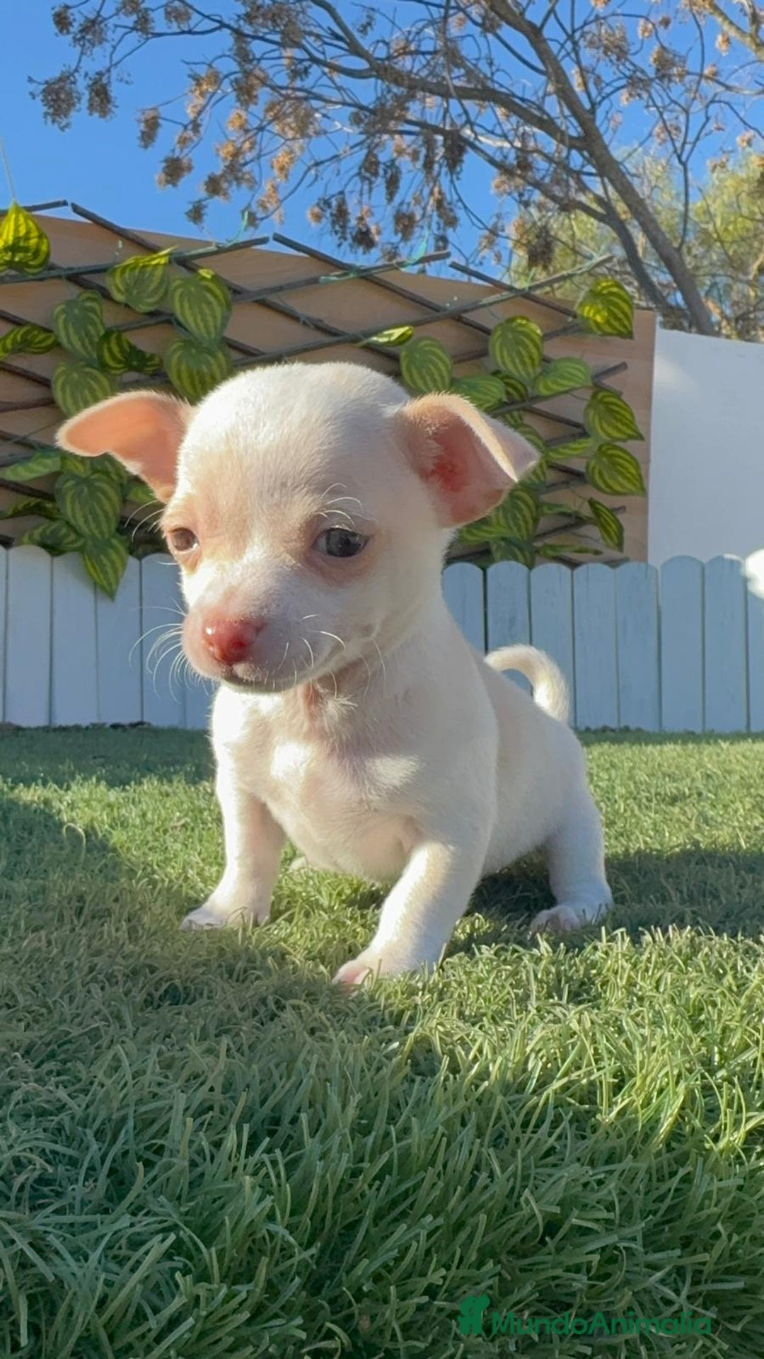 Chihuahua perros en venta: CHIHUAHUA MACHO - Anuncio 6