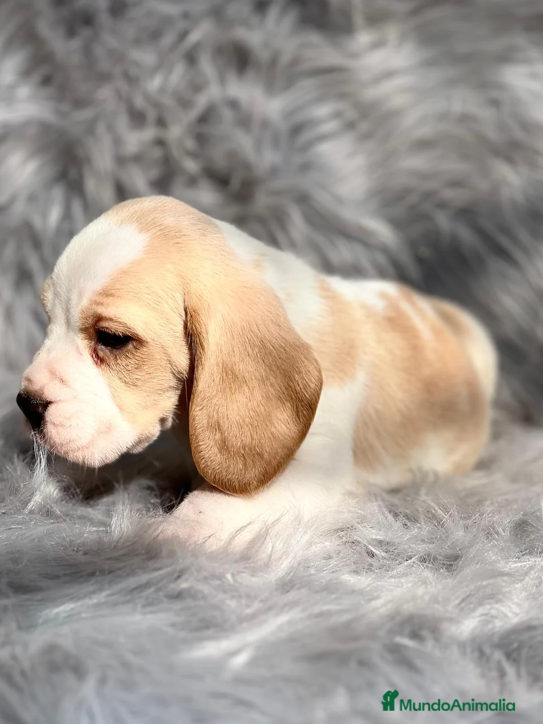 Beagle perros en venta: Beagle en Barcelona - Anuncio 12