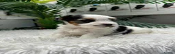 Yorkshire Terrier perros en venta: YORKSHIRE BIEWER - Anuncio 2