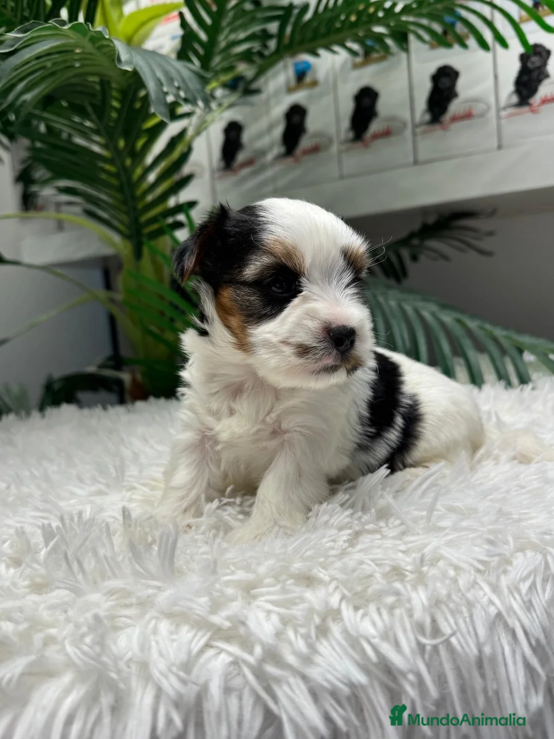 Yorkshire Terrier perros en venta: YORKSHIRE BIEWER - Anuncio 2