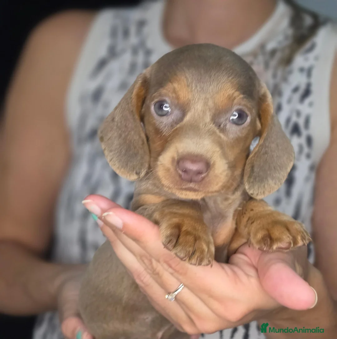Teckel Miniatura perros en venta: Teckel isabella - Anuncio 1