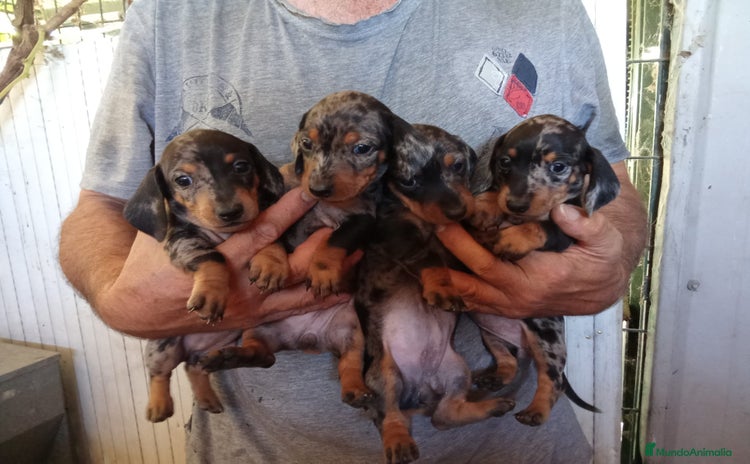 Teckel Miniatura perros - Anuncio 1