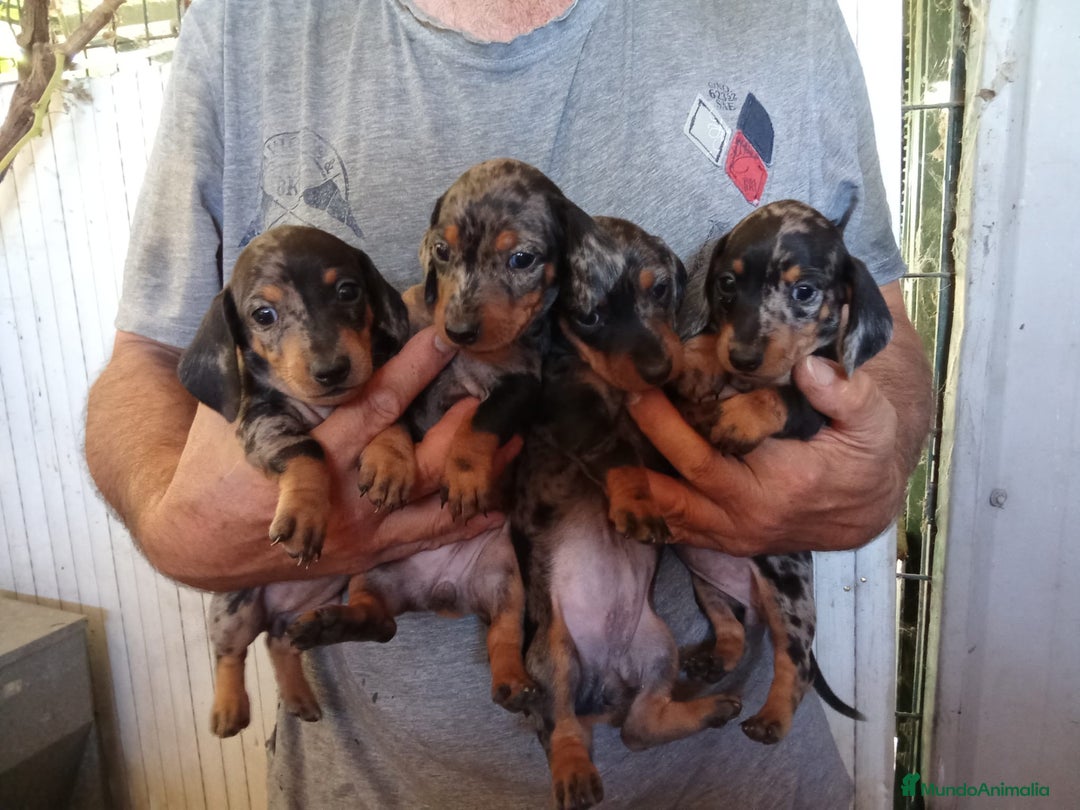 Teckel Miniatura perros en venta: Teckel mini  - Imagen 1