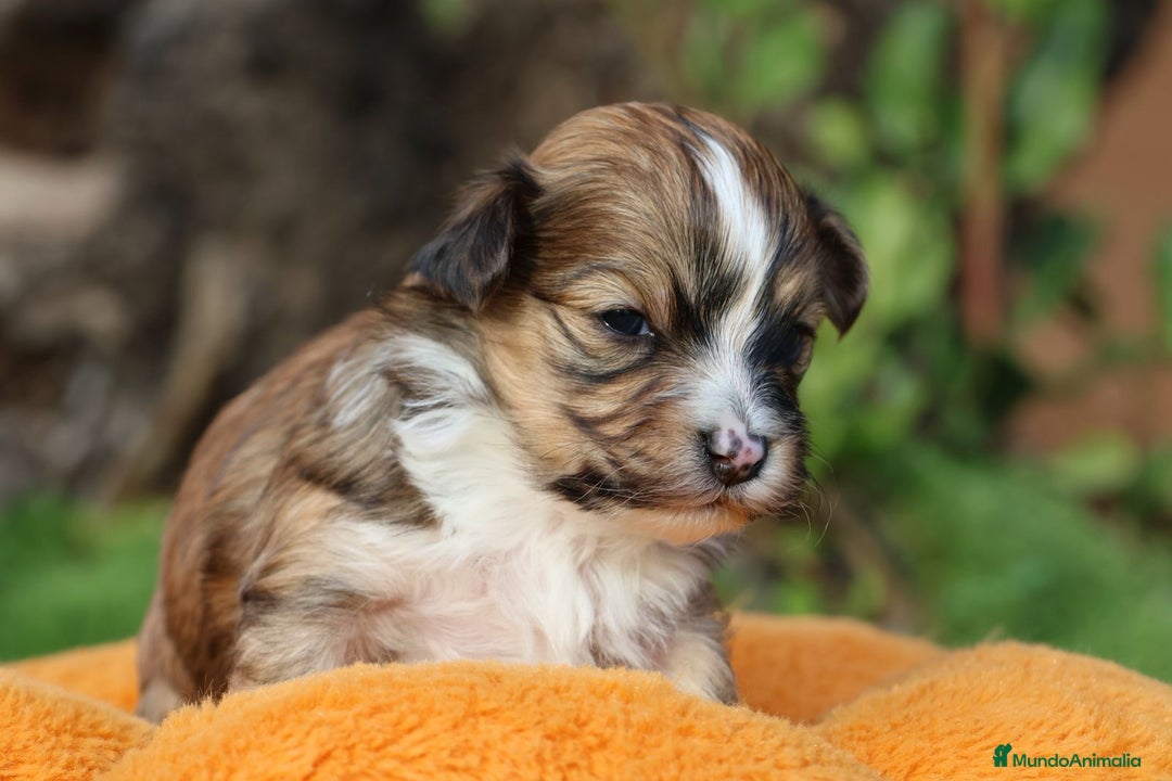 Bichón Habanero perros en venta: Camada de los Reyes Magos - Anuncio 18