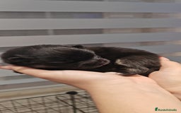 Pomerania perros en venta: Último Machito Pomerania Toy - Imagen 3