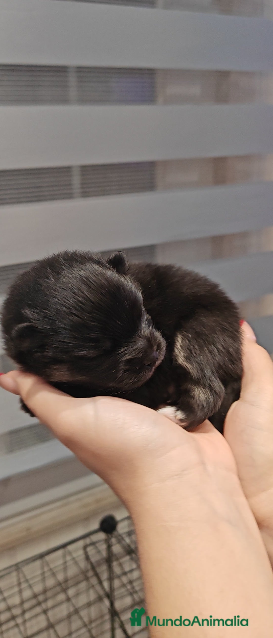 Pomerania perros en venta: Último Machito Pomerania Toy - Imagen 3