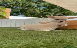Chihuahua perros en venta: CHIHUAHUA MACHO - Imagen 20