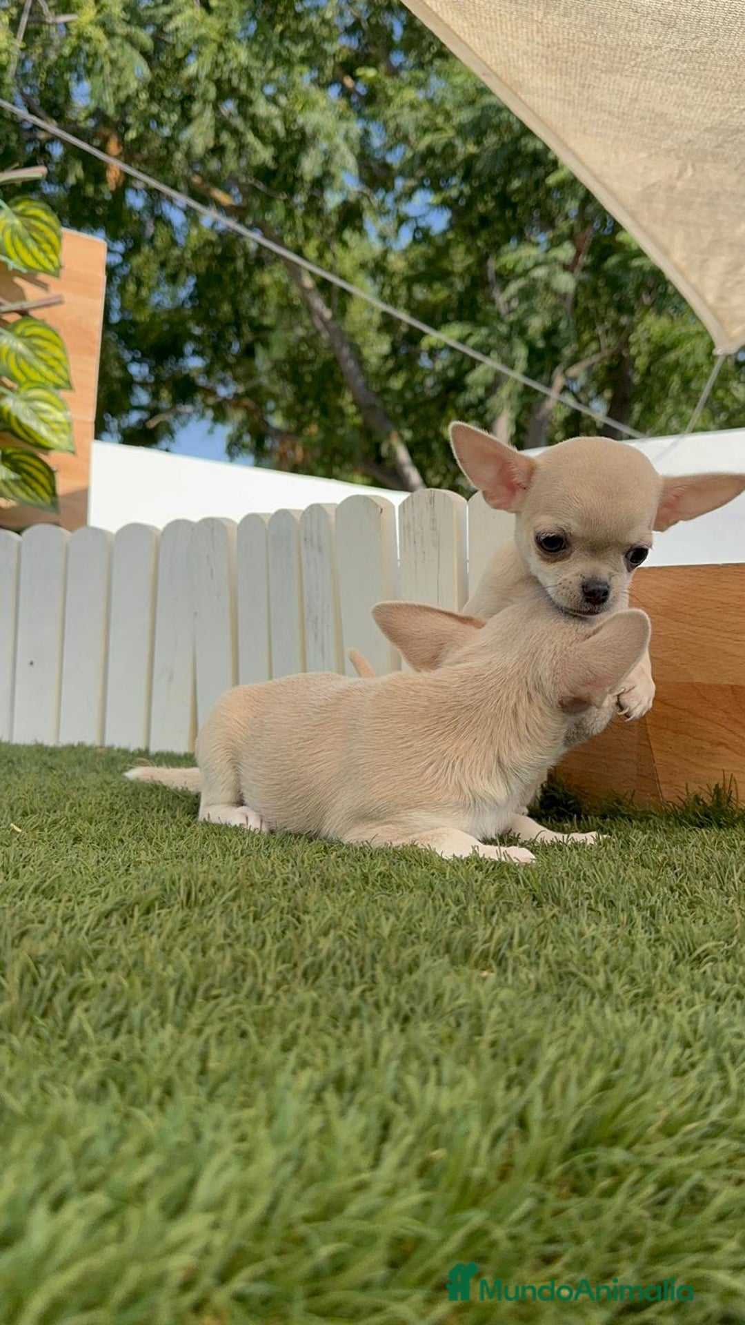 Chihuahua perros en venta: CHIHUAHUA MACHO - Imagen 20