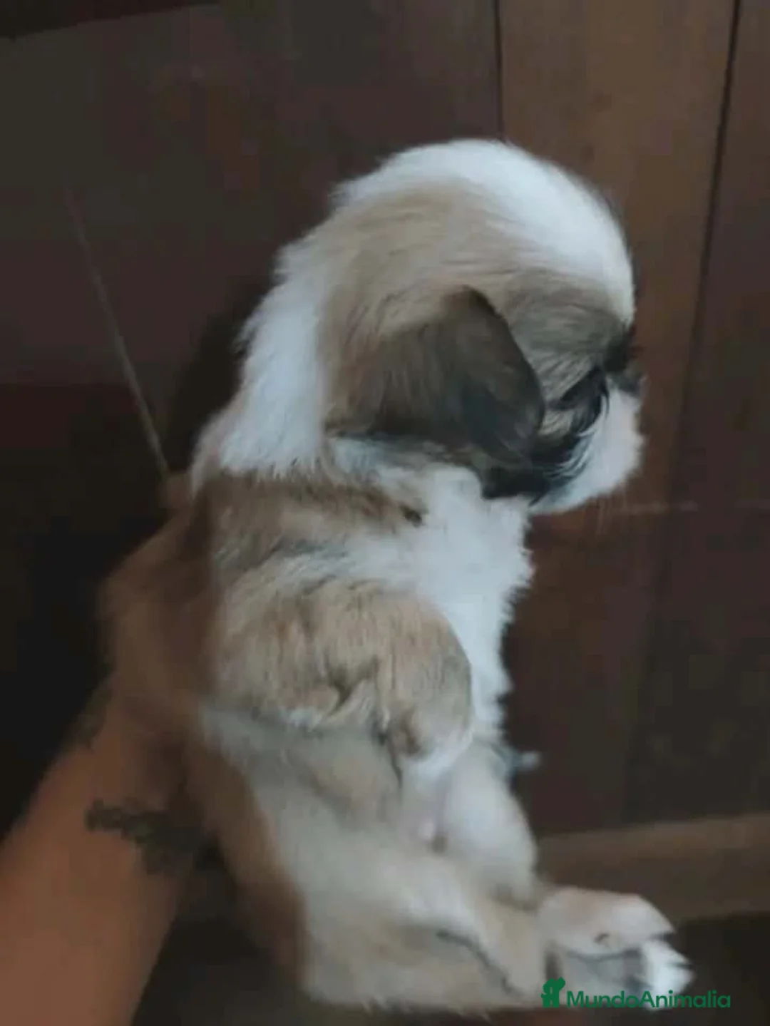 Shih Tzu perros en venta: Shih tzu hembra  - Anuncio 4