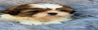 Shih Tzu 1