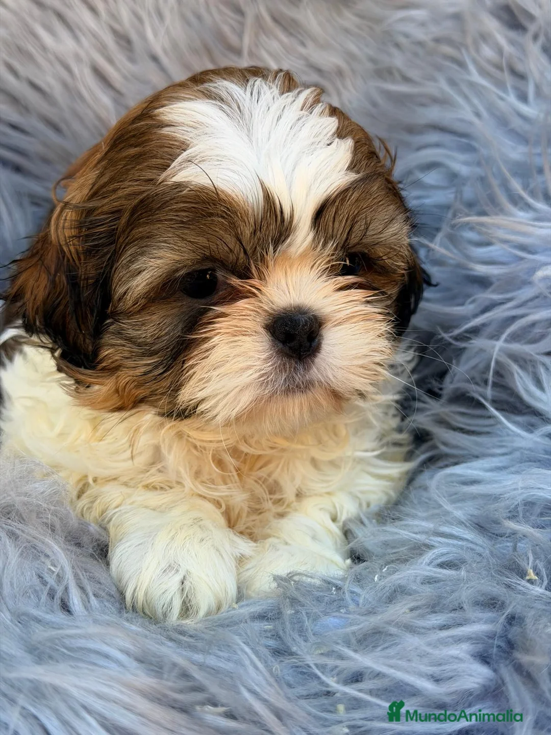 Shih Tzu perros en venta: SHIH TZU TRICOLOR  - Anuncio 2
