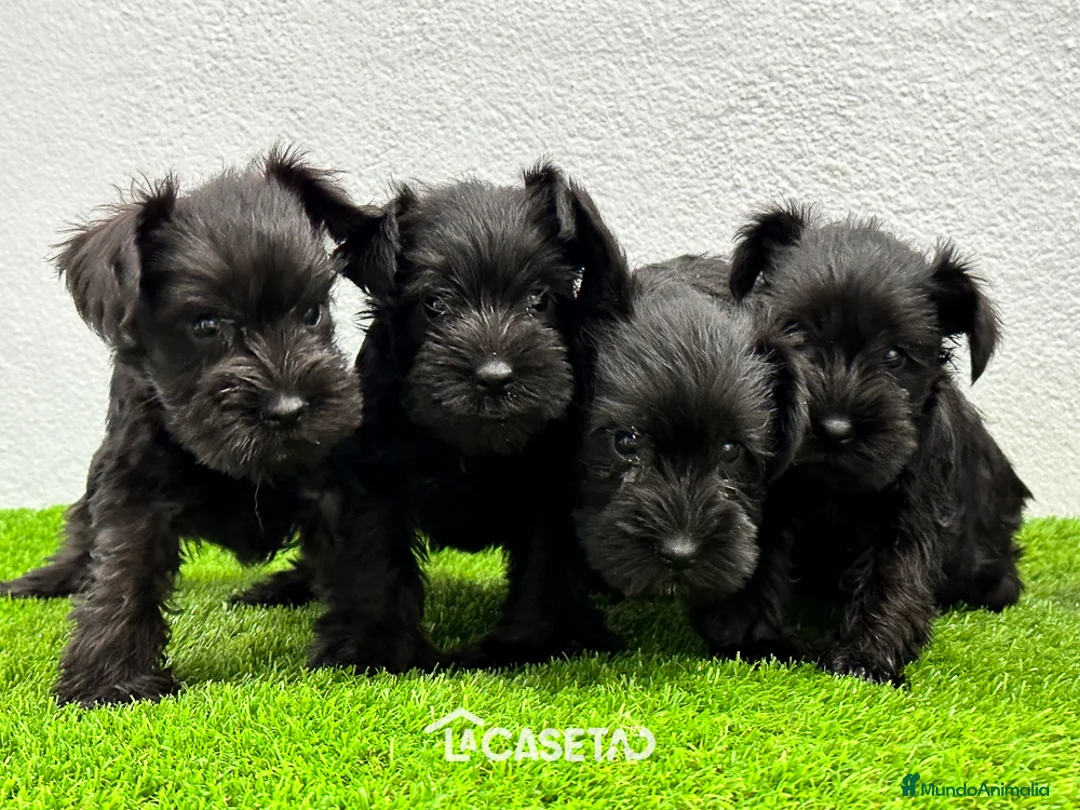 Imagen de galería {{count}}