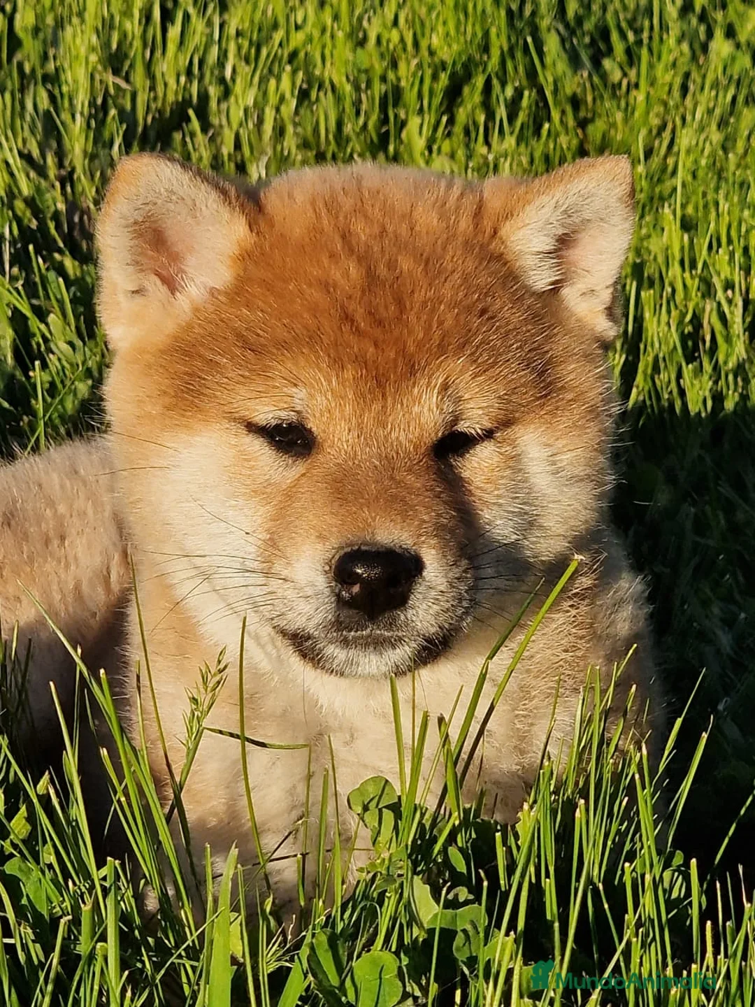 Imagen de galería {{count}}