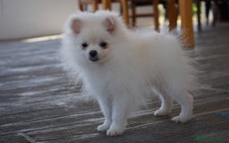 Pomerania perros en venta: ❄️ Frosty – Mini Toy blanco, pura elegancia 🐾 - Imagen 2